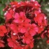 'Starfire' Tall Garden Phlox