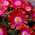 'Garnet' Jewel of Desert Garnet Delosperma ICE PLANT
