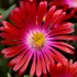 'Garnet' Jewel of Desert Garnet Delosperma ICE PLANT