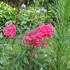 'Starfire' Tall Garden Phlox