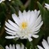 'Moonstone' Jewel of Desert Moonstone ICE PLANT