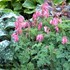 Burning Hearts 'King of Hearts'  Bleeding Hearts