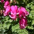 Burning Hearts 'King of Hearts'  Bleeding Hearts