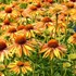 'Big Kahuna' Coneflower