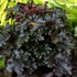 'Black Taffeta' Heuchera Coral Bells
