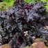 'Black Taffeta' Heuchera Coral Bells