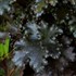 'Black Taffeta' Heuchera Coral Bells