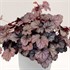 'Shanghai City™ Series Coral Bell