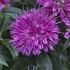 'Pardon My Purple' BEE BALM