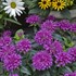 'Pardon My Purple' BEE BALM