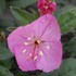 'Glowing Magenta' EVENING PRIMROSE