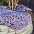 Creeping Phlox 'Blue Emerald'