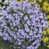 Creeping Phlox 'Blue Emerald'