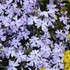 Creeping Phlox 'Blue Emerald'