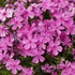 Creeping Phlox 'Emerald Pink'