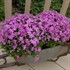 Creeping Phlox 'Emerald Pink'