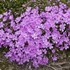 Creeping Phlox 'Emerald Pink'