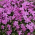 Creeping Phlox 'Emerald Pink'