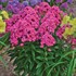 'Glamour Girl' Tall Phlox