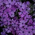 Creeping Phlox 'Purple Beauty'