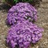 Creeping Phlox 'Purple Beauty'