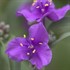 'Concord Grape' Spiderwort