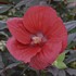 'Midnight Marvel' ppaf Rose Mallow