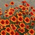 'Desert Coral' Hardy Jewel™ Series Tickseed