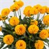 'Golden Ball' Coreopsis Tickseed