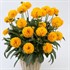 'Golden Ball' Coreopsis Tickseed