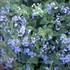 Brunnera Macrophylla Heartleaf Alkanet