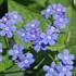 Brunnera Macrophylla Heartleaf Alkanet