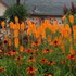 'Mango Popsicle™' HOT POKER