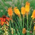 'Mango Popsicle™' HOT POKER