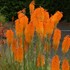 'Mango Popsicle™' HOT POKER