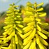 'Lemon Popsicle™' HOT POKER