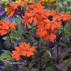 'Orange Gnome' Maltese Cross