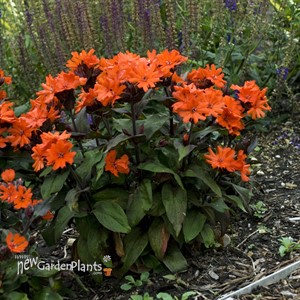 'Orange Gnome' Maltese Cross