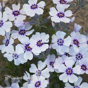 Creeping phlox 'North Hills'
