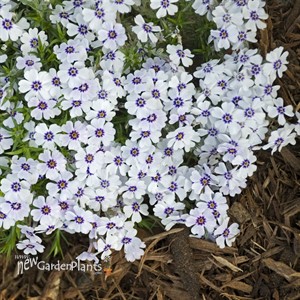 Creeping phlox 'North Hills'