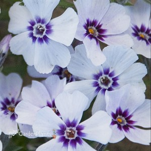 Creeping phlox 'North Hills'
