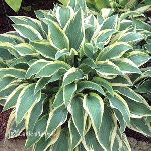 'Wolverine'  Hosta
