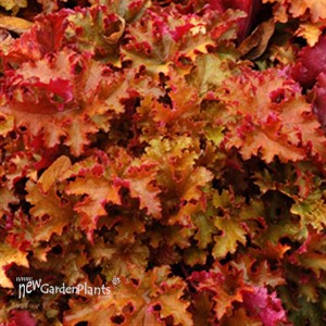 'Zipper' Coral Bells
