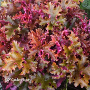 'Zipper' Coral Bells