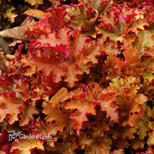 'Zipper' Coral Bells
