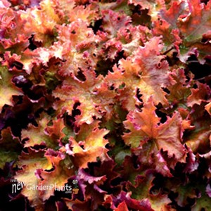 'Zipper' Coral Bells