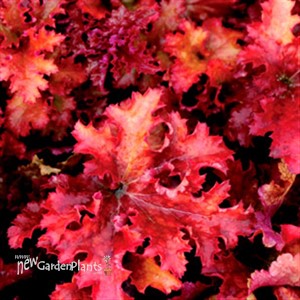 'Zipper' Coral Bells