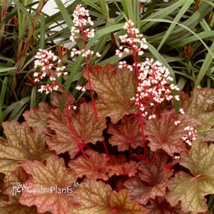 'RIO' Coral Bells