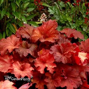 'RIO' Coral Bells