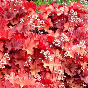 'RIO' Coral Bells